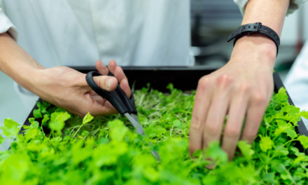 Microgreens in Greenhouse: A Bounty of Flavor and Nutrition