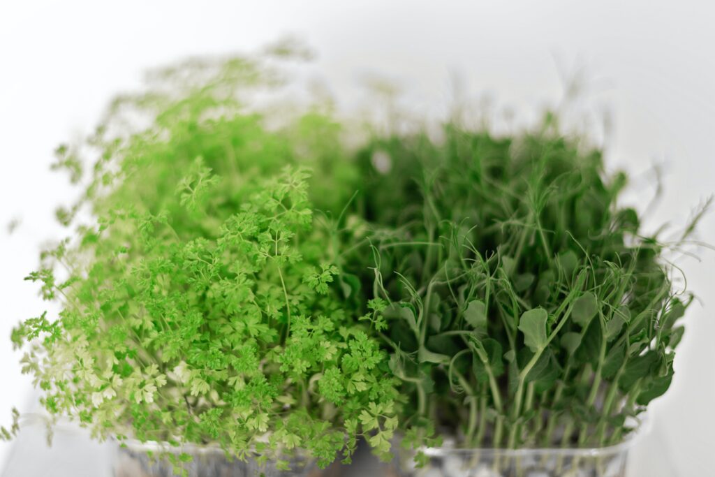 growing microgreens